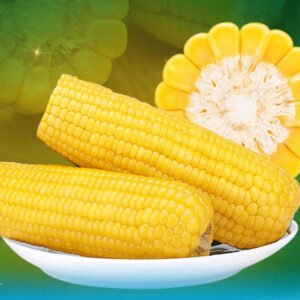 玉米5 Chinese Glutinous Corn on the Cob - Wuzhai Sweet Yellow 10kg